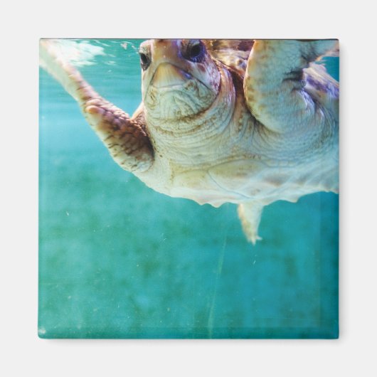 Loggerhead #5 Magnet (Voorkant)