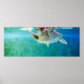 Loggerhead #5 Poster (Voorkant)