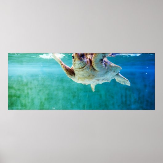 Loggerhead #5 Poster (Voorkant)