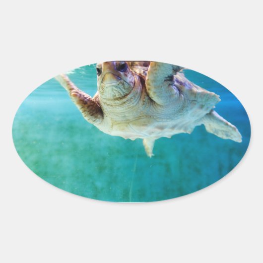 Loggerhead #5 Sticker (Voorkant)