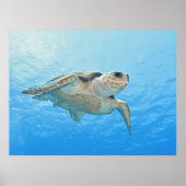 Loggerhead Poster (Voorkant)