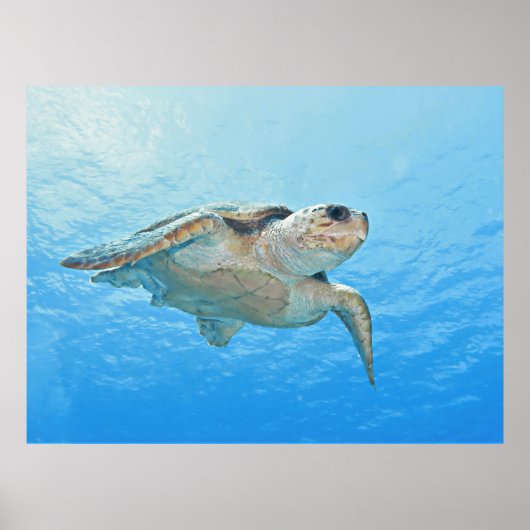 Loggerhead Poster (Voorkant)