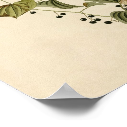 Loggerhead Poster afdrukken (Hoek)