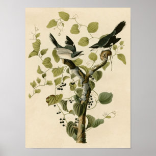 Loggerhead Poster afdrukken