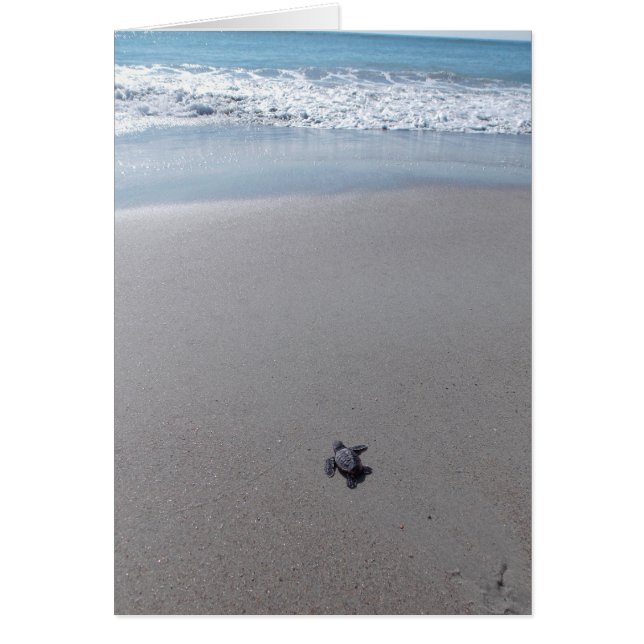 Loggerhead Rescue (Voorkant)