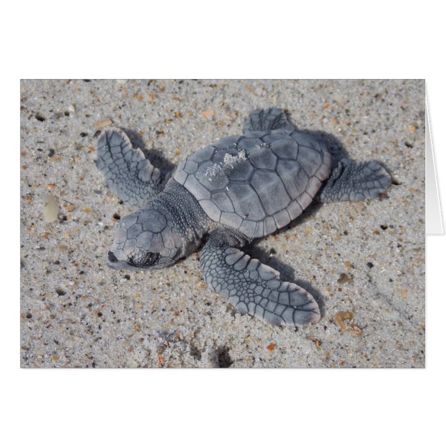 Loggerhead Rescue II (Voorkant Horizontaal)