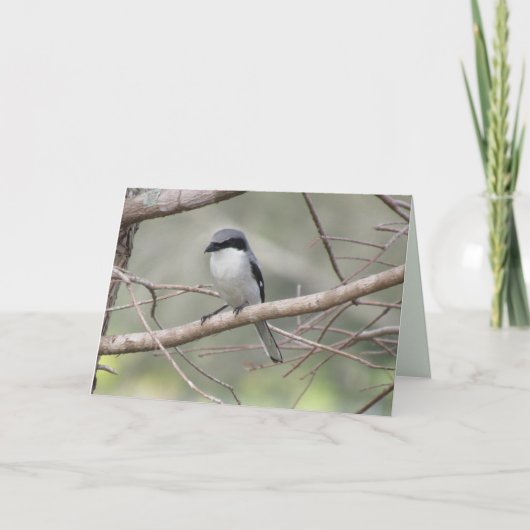 Loggerhead Shrike - Backyard Birds Wenskaart Kaart (Voorkant)