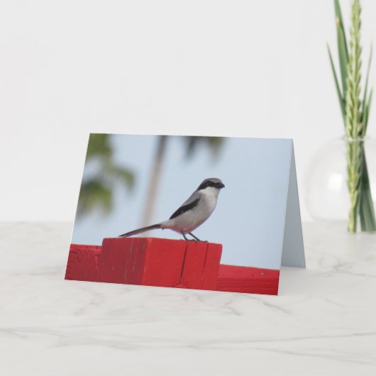 Loggerhead Shrike Bird Wenskaart Kaart (Voorkant)