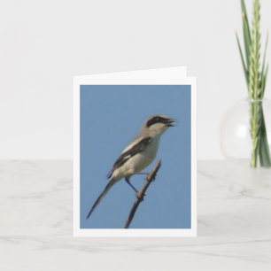 Loggerhead Shrike Photo Folded Note Kaart