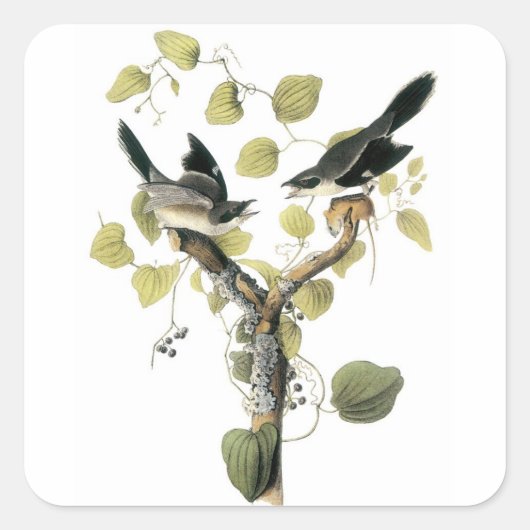 Loggerhead Shrike van Audubon Vierkante Sticker (Voorkant)
