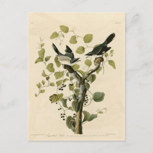 Loggerhead Shrike van Audubon's Birds of America Briefkaart