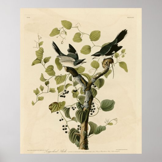 Loggerhead Shrike van Audubon's Birds of America Poster (Voorkant)