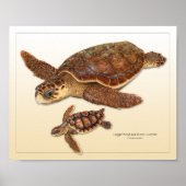 Loggerhead Zee Turtle Adult en Juvenile Print (Voorkant)