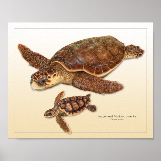 Loggerhead Zee Turtle Adult en Juvenile Print (Voorkant)