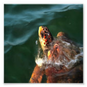 Loggerhead Zee Turtle Artistic Portret Foto Afdruk (Voorkant)