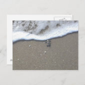 Loggerhead Zee Turtle Hatchling Briefkaart (Voorkant / Achterkant)