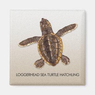Loggerhead Zee Turtle Hatchling Magnet