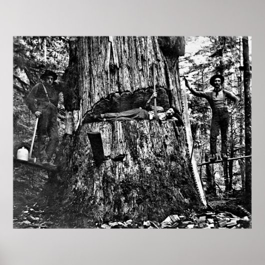 LOGGING CANADA c. 1890 Poster (Voorkant)