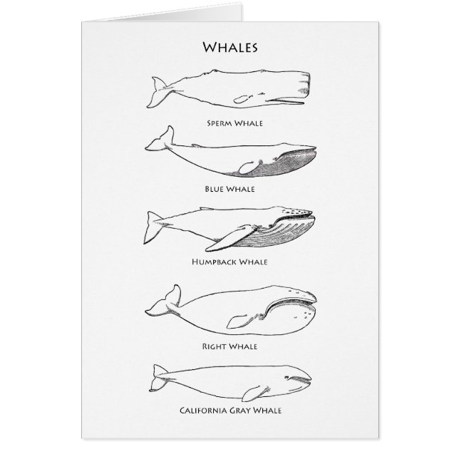 Logo walvis (Voorkant)