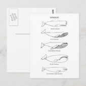 Logo walvis briefkaart (Voorkant / Achterkant)