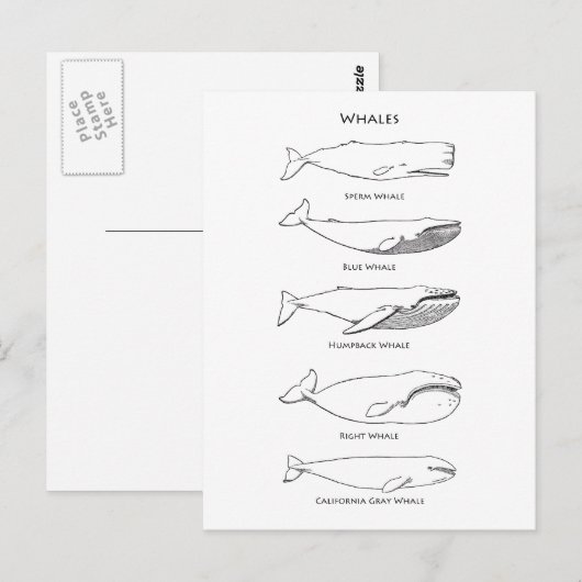Logo walvis briefkaart (Voorkant / Achterkant)