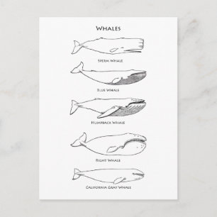 Logo walvis briefkaart