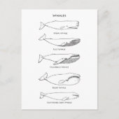 Logo walvis briefkaart (Voorkant)