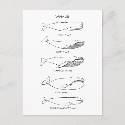 Logo walvis briefkaart (Voorkant)
