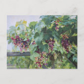 Loire Valley Vineyard – French Grape Painting Briefkaart (Voorkant)