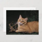 Loki met sled briefkaart (Voorkant / Achterkant)