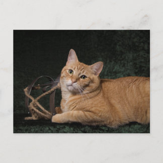 Loki met sled briefkaart