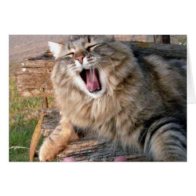 LOL Maine Coon (Voorkant Horizontaal)