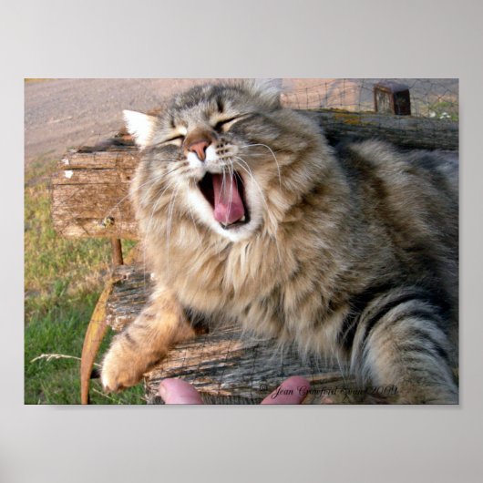 LOL Maine Coon Poster (Voorkant)