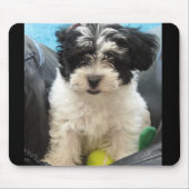 Lola A Rescued Havanese puppy Muismat (Voorkant)