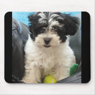 Lola A Rescued Havanese puppy Muismat
