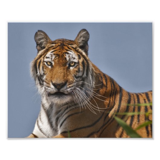 Lola Print Foto Afdruk (Voorkant)