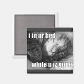 LOLCat 1 Magneet (Voorkant / Achterkant)