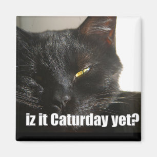 LOLCat 2 Magneet