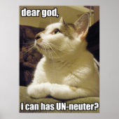 LOLcat - lieve god Poster (Voorkant)