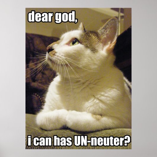 LOLcat - lieve god Poster (Voorkant)