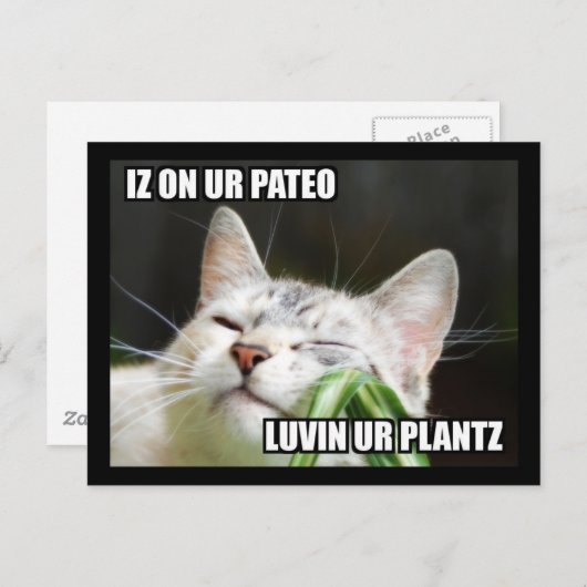 LOLCat Sassy Briefkaart (Voorkant / Achterkant)