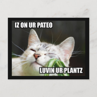 LOLCat Sassy Briefkaart