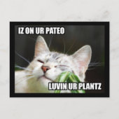 LOLCat Sassy Briefkaart (Voorkant)