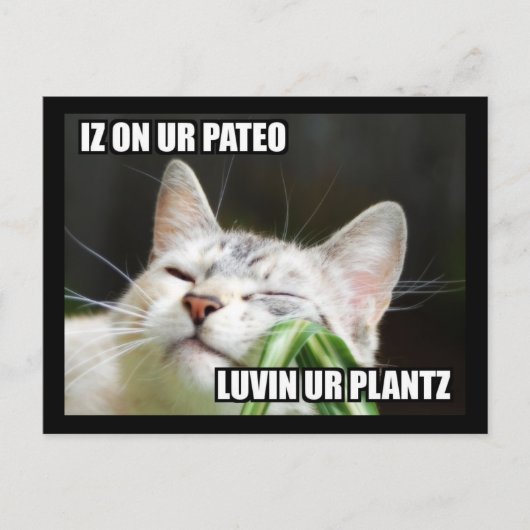 LOLCat Sassy Briefkaart (Voorkant)