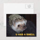 LOLHog Briefkaart (Voorkant / Achterkant)