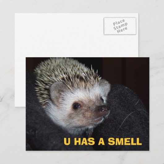 LOLHog Briefkaart (Voorkant / Achterkant)