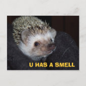 LOLHog Briefkaart (Voorkant)