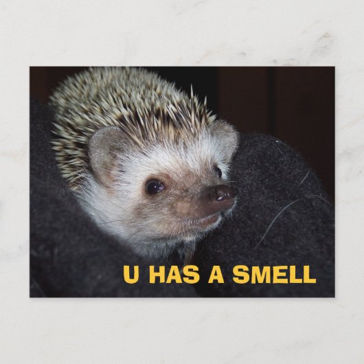 LOLHog Briefkaart (Voorkant)