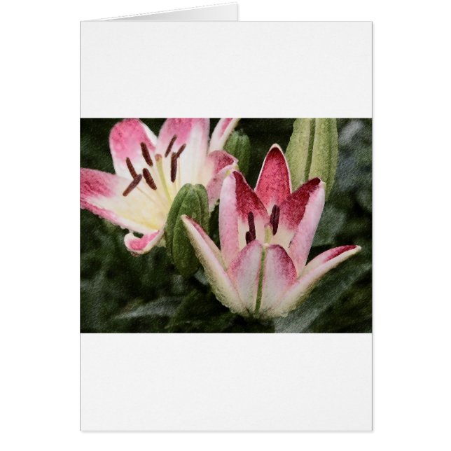 Lollipop Asiatic Lily Flowers en Buds (Voorkant)