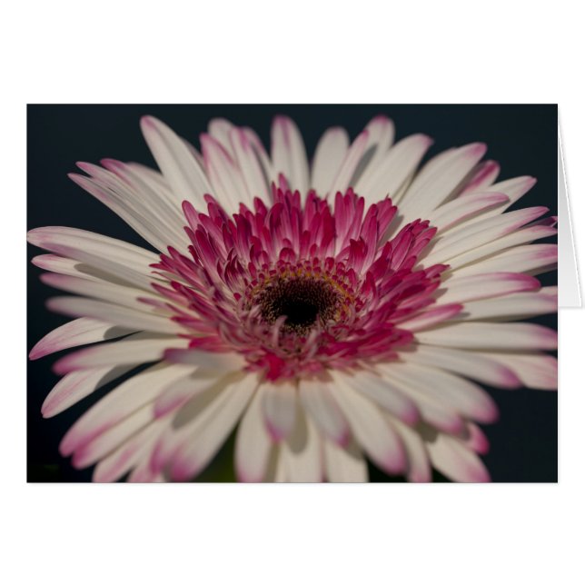Lollipop Gerbera (Voorkant Horizontaal)